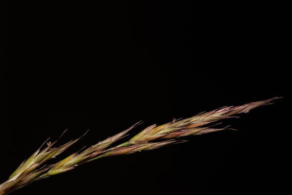 Festuca rubra Spikelets