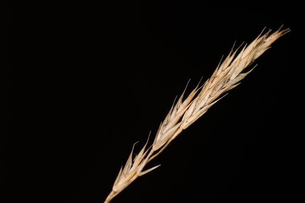 Festuca rubra Spikelets