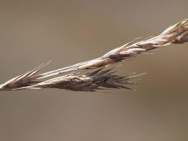 Festuca rubra Spikelets