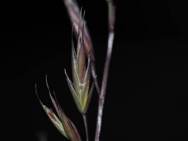 Festuca rubra Spikelets