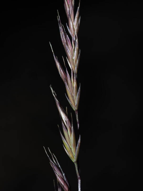 Festuca rubra Spikelets