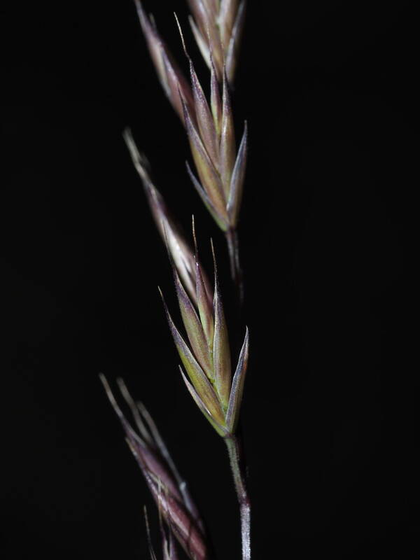 Festuca rubra Spikelets