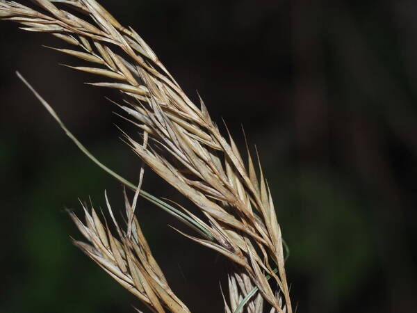 Festuca rubra Spikelets