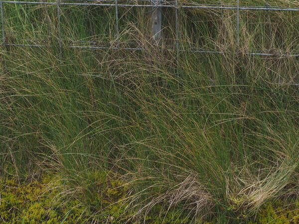 Festuca rubra Habit