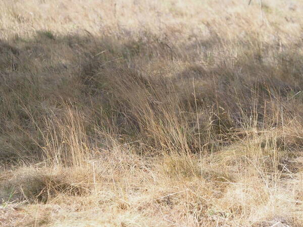 Festuca rubra Habit