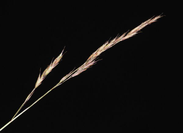 Festuca rubra Inflorescence