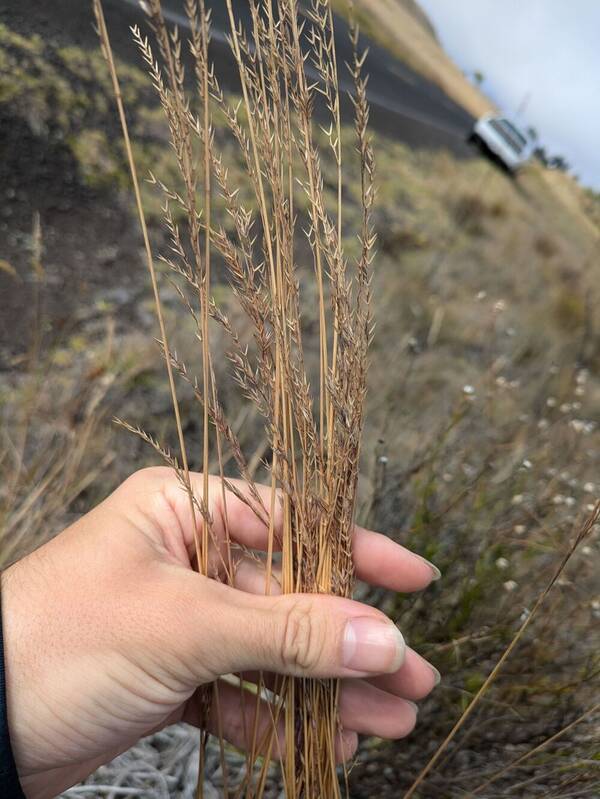 Festuca rubra Inflorescence