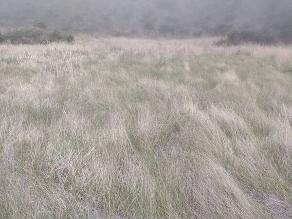 Festuca rubra Landscape