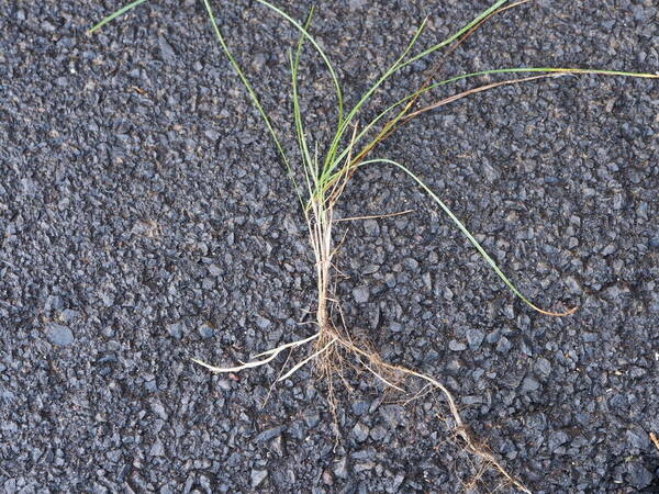 Festuca rubra Plant