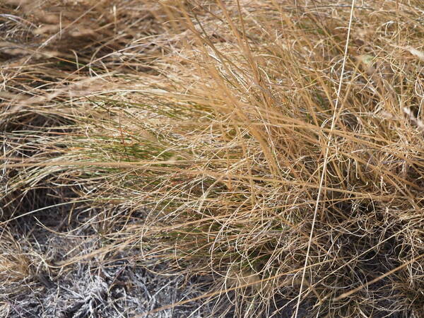 Festuca rubra Plant