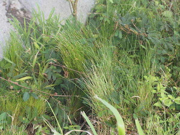 Festuca rubra Plant