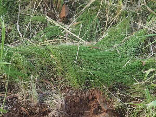 Festuca rubra Plant