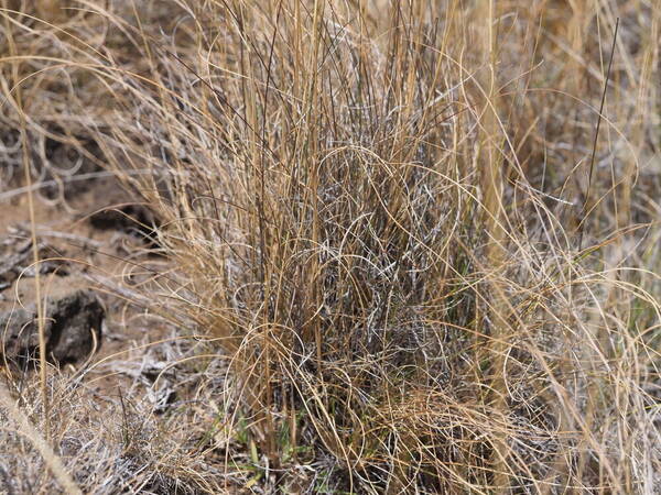 Festuca rubra Plant