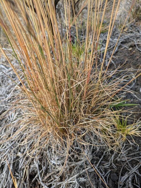 Festuca rubra Plant