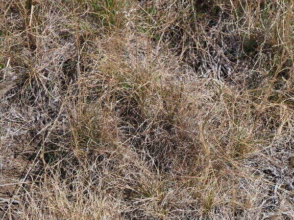 Festuca rubra Plant