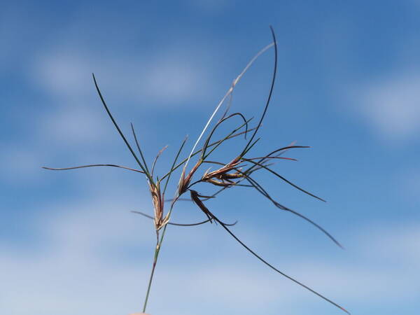 Festuca rubra Viviparous inflorescence