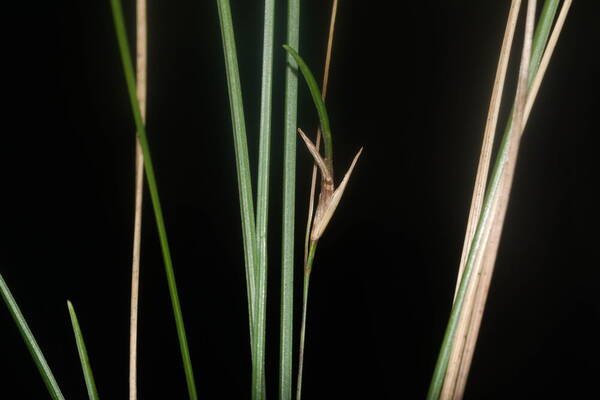 Festuca rubra Viviparous inflorescence