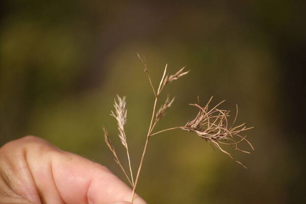 Festuca rubra Viviparous inflorescence