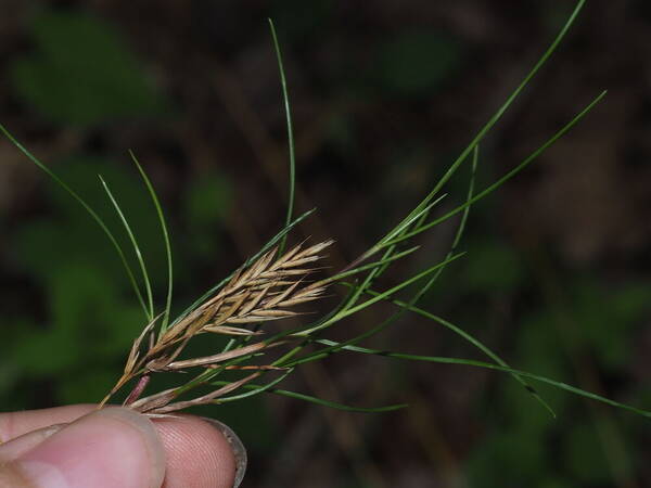 Festuca rubra Viviparous inflorescence