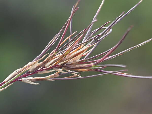 Festuca rubra Viviparous inflorescence