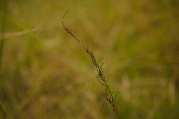 Festuca rubra Viviparous inflorescence