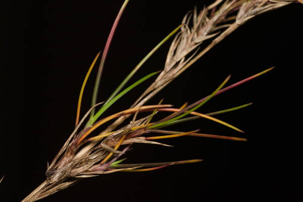 Festuca rubra Viviparous inflorescence