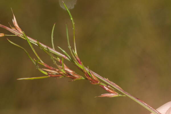 Festuca rubra Viviparous inflorescence