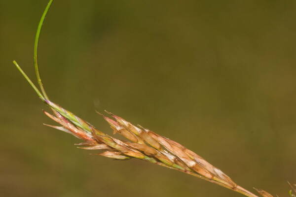 Festuca rubra Viviparous inflorescence