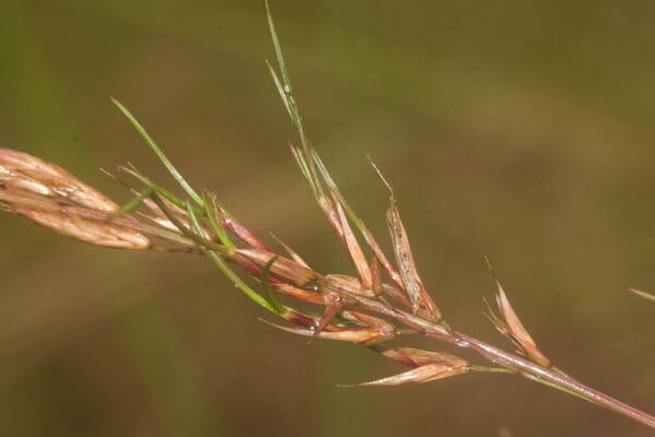 Festuca rubra Viviparous inflorescence