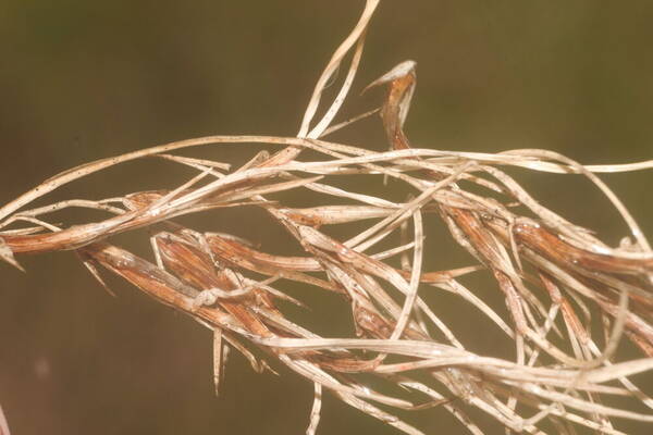 Festuca rubra Viviparous inflorescence