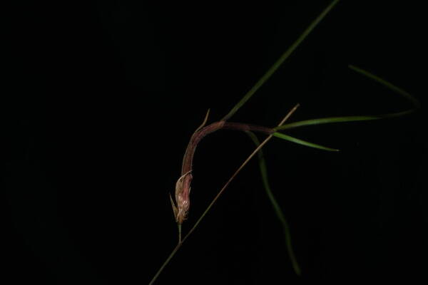 Festuca rubra Viviparous inflorescence