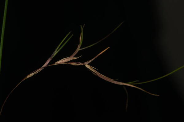 Festuca rubra Viviparous inflorescence