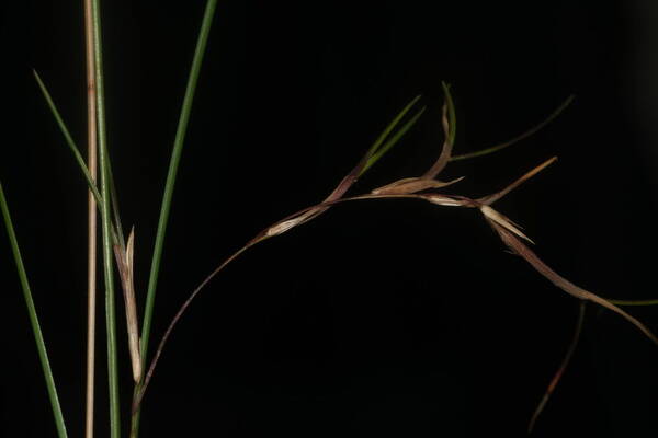 Festuca rubra Viviparous inflorescence