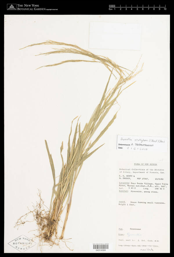 Garnotia stricta var. acutigluma Specimen