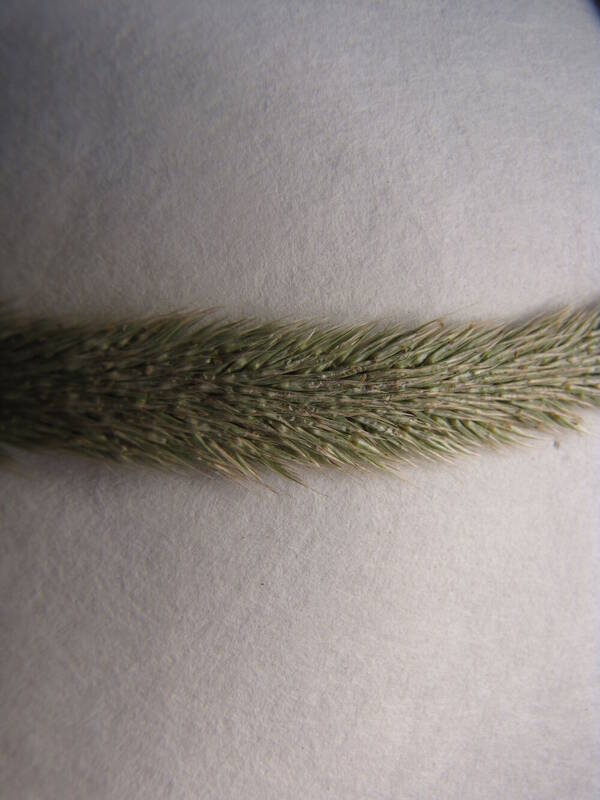 Gastridium phleoides Spikelets