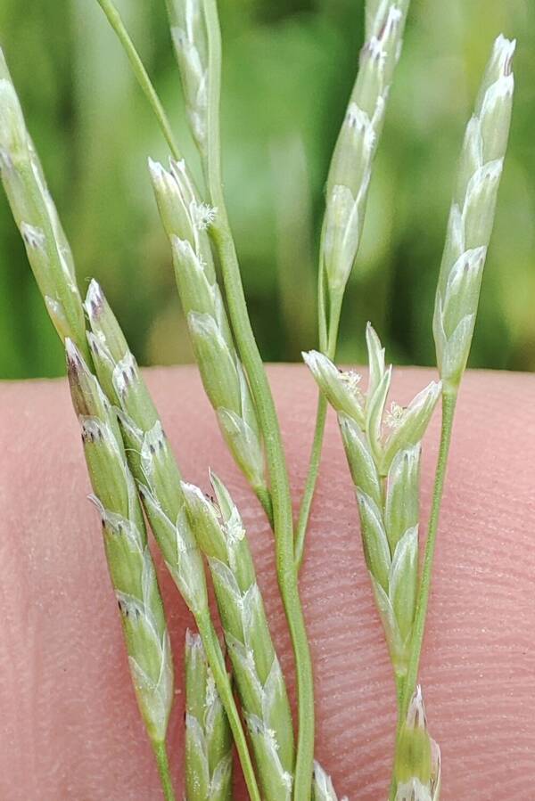 Glyceria notata Spikelets