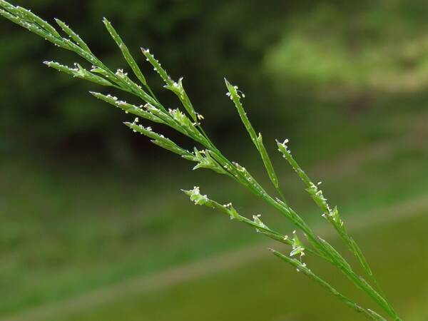 Glyceria notata Inflorescence