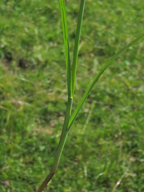 Glyceria notata Plant