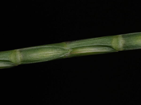 Hemarthria altissima Spikelets