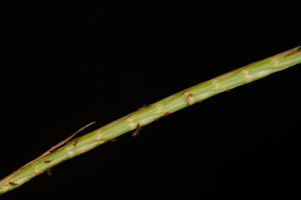 Hemarthria altissima Spikelets