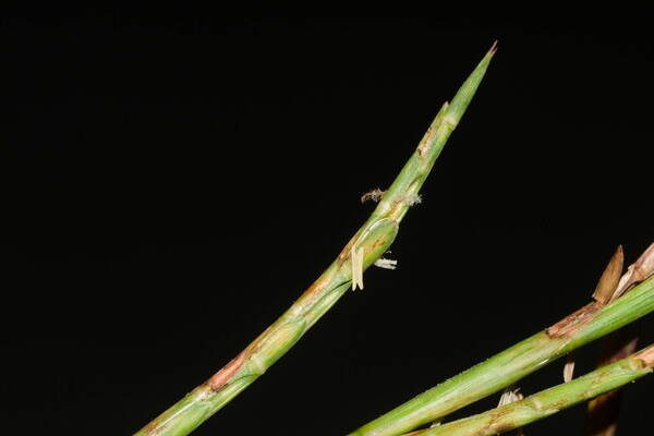 Hemarthria altissima Spikelets