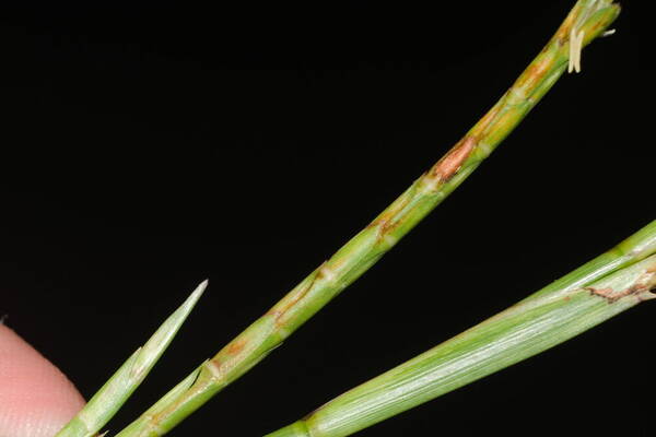 Hemarthria altissima Spikelets