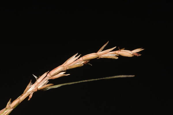 Hemarthria altissima Spikelets