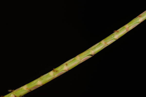 Hemarthria altissima Spikelets