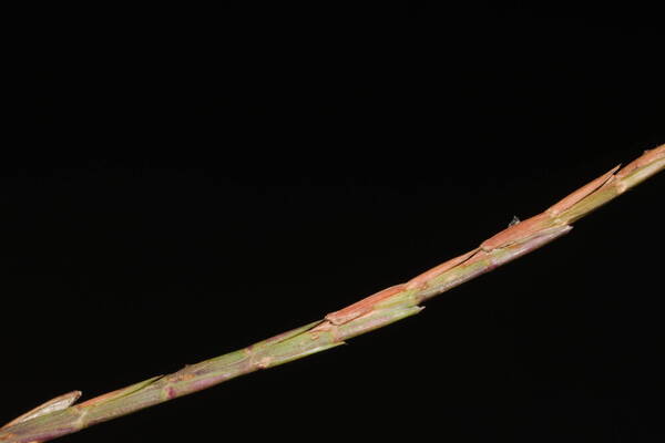 Hemarthria altissima Spikelets