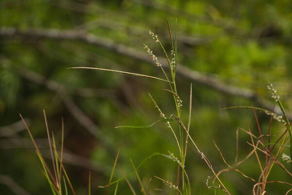 Hemarthria altissima Inflorescence