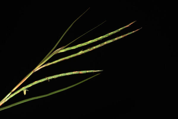 Hemarthria altissima Inflorescence