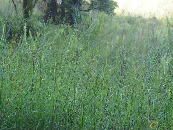 Hemarthria altissima Plant