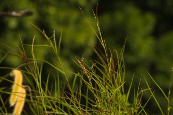 Hemarthria altissima Plant