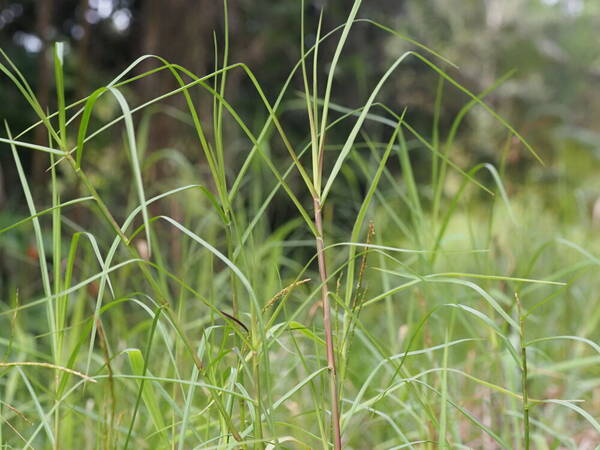 Hemarthria altissima Plant